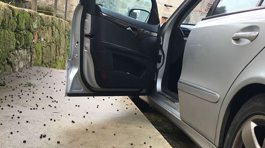 Casa da Corti�a - Detalhe do parque de estacionamento